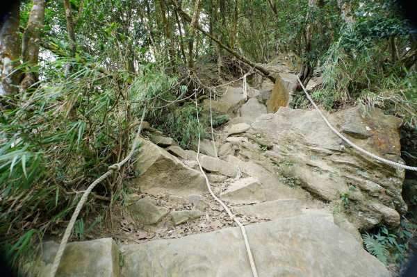 苗栗 獅潭 仙山、大窩山2984277