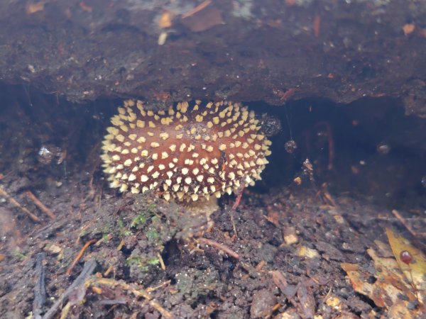 矢場谷山連走勃子山2804961