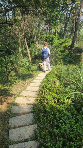 2025-0204 鶯歌_大凍山_三角埔頂山_迴龍2707918