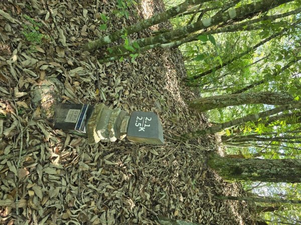 志佳陽大山（回程走高繞環山獵人登山步道）2542283