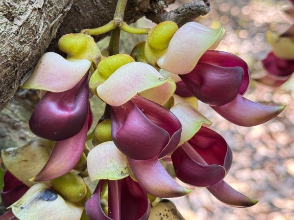 草尾嶺血藤滿山開3019012