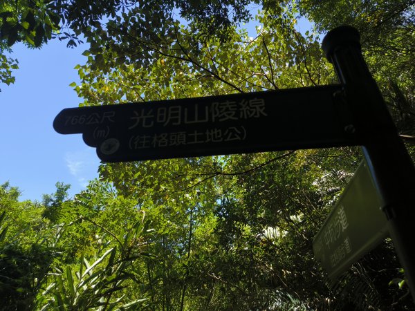 20250815微笑山線大棟山系百年大榕樹段2859914