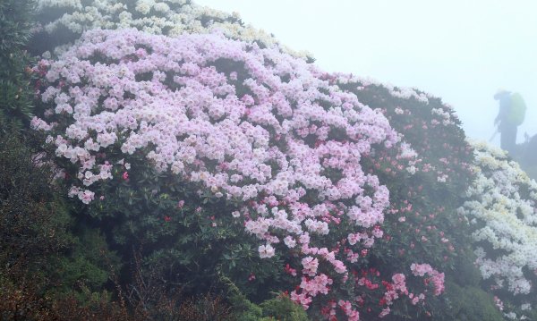 霧裡看花/這一季的東峰杜鵑597645