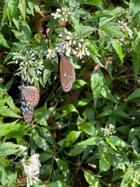 ［竹山］瑞龍瀑布步道  竹山第一美瀑之稱2909726