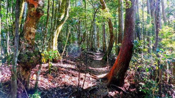 油羅山(一上三下)2959138