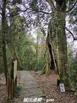 【南投鹿谷】溪頭天文台登山步道3037370