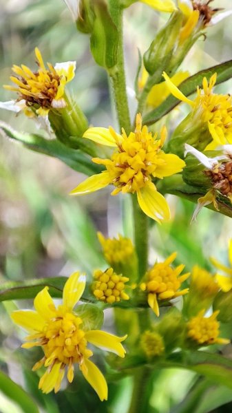 合歡山群峰（南峰、石門山、尖山、東峰）2626817