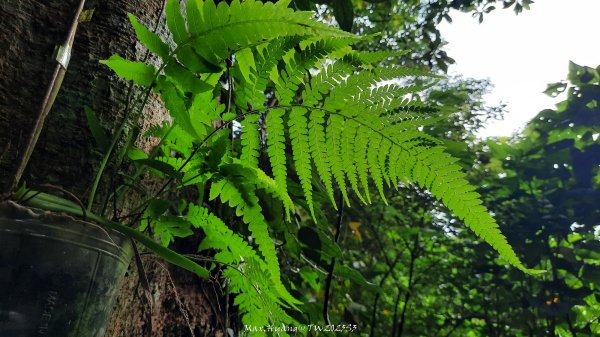 《苗栗》關刀出關｜三義關刀山出關古道(聖關段-苗56)202509052878783