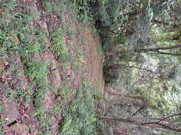 2026樟之細路：渡南，飛鳳,騎龍，茶亭，石山艮，獅山古道