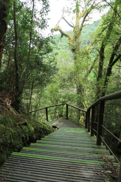 〔桃園復興〕拉拉山巨木，史詩級魔幻森林，75公頃紅檜 扁柏森林浴2237069