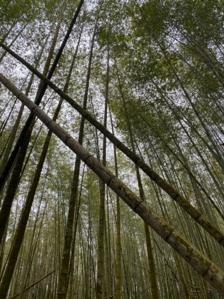 水社大山水晶蘭大爆發881616