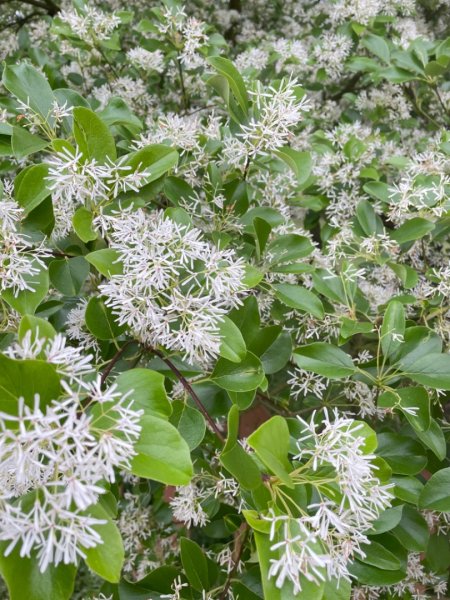 如夢似幻的四月雪-龍潭石管局-流蘇花盛開中2748621
