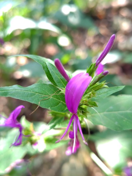 守關山南峰 守關山 守城大山2919130