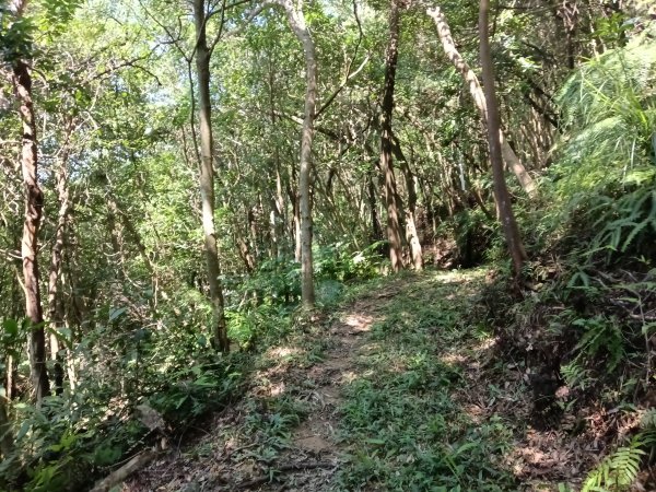 內湖區大丘田保甲路+開眼山+白石湖山+白石湖山東峰+大邱田山+消防山O型2858884