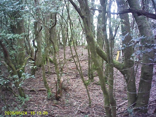 台21號公路的同富(埔沙)山3061844