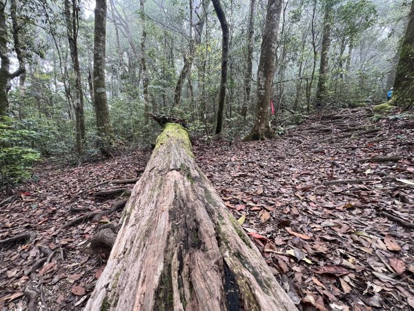 ~  塔  曼  山  ~2782777