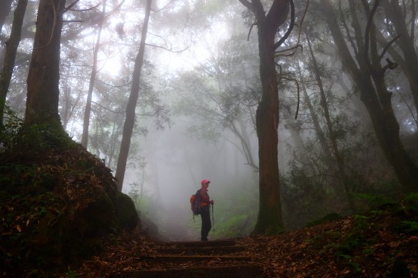 迷霧幽幽~特富野古道691950