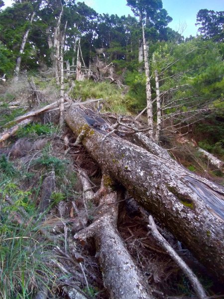 【臺中市和平區】閂山鈴鳴山(下)1063852