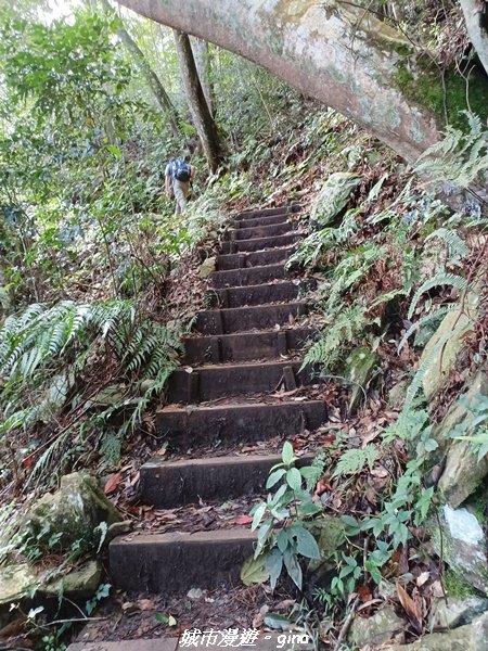 【台中和平】在虐腳的陡上中持續前進。 谷關七雄-八仙山主峰步道2367683