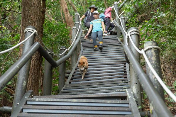 柴犬阿怪的八里觀音山歷險記（硬漢嶺步道、北橫古道、尖山步道）1901708