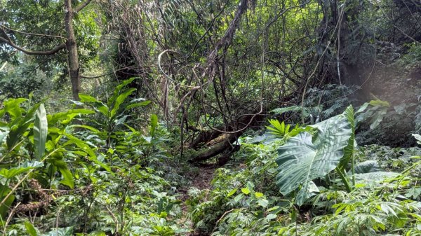 九份二山步道2861240