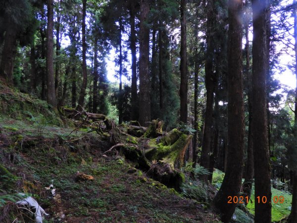 嘉義 阿里山 兒玉山、東水山、北霞山1486703