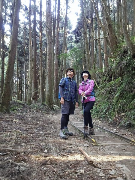 231111-特富野古道+東水山+兒玉山O繞。美美兔驚艷兩山萬木崢嶸。2348416