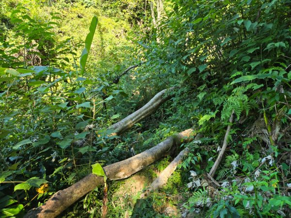 石牛山（小百岳）2909986