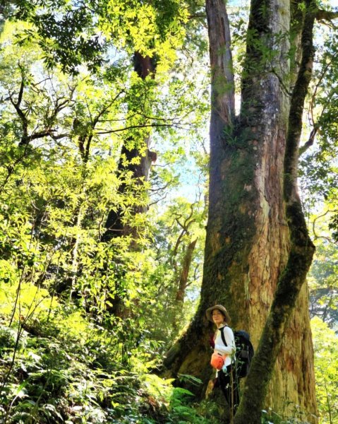 【中級山】插天山的奇幻世界，赫威山，赫威神木群步道2741296