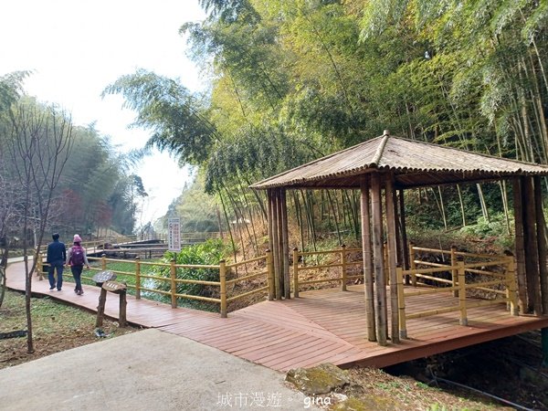 【雲林古坑】療育綠廊。 雲嶺之丘 x杉林步道x五元二角2760567