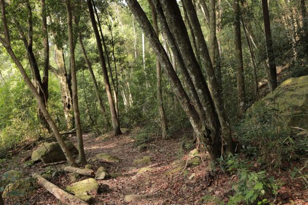 谷關七雄：新山馬崙山178411