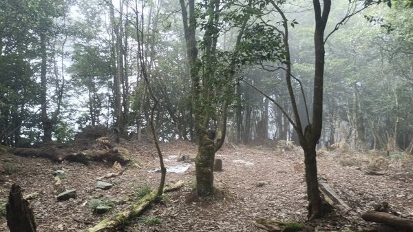20251010 大雪山國家森林遊樂區 - 船型山林道 登 烏石坑山2911207