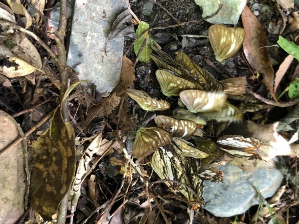 埔里彩蝶瀑布之國姓鄉眉冷山及糯米橋1466164