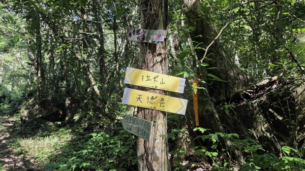 東北季風起遊走雲瀑和山毛櫸間的啦卡山與北插天山登山行2951086
