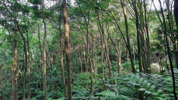 《台北》城市晨運｜虎山親山自然步道（松山慈惠堂）202505222795766