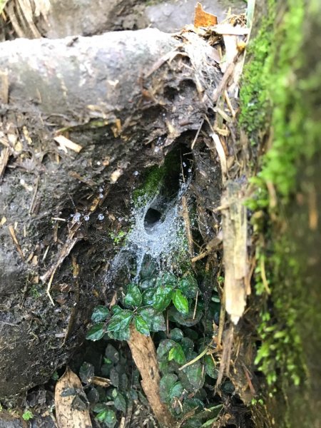 七星山攻頂577485