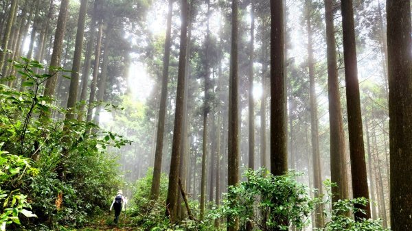 【中級山】有一種美，令人不想回家，新竹鵝公髻山2744671