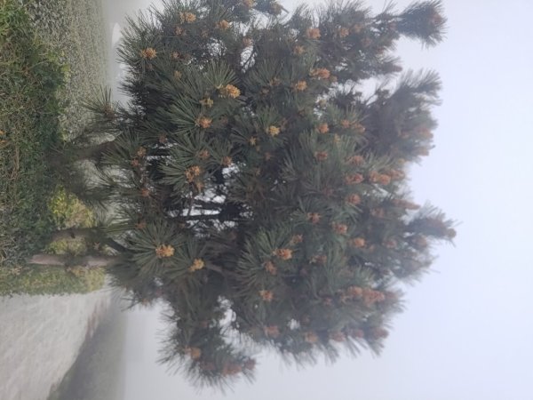 梅山鄉撿山頭2449377