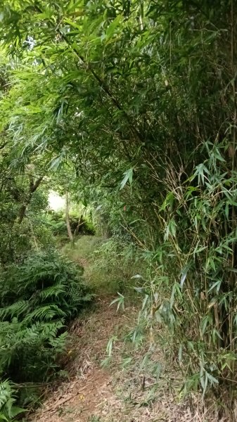 金山區倒照湖-阿里磅稜線路-阿里磅瀑布-竹子山古道-倒照湖47號P字走3134797