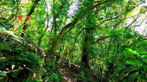 紅壇上紗帽山,花卉中心3016470