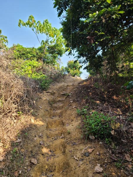 省議會後山步道2730893