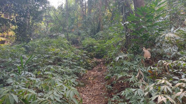 大克山北登山口森林遊樂區起登1332903