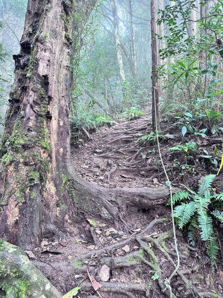 絕美柳杉林民都有山涼爽舒適2604521