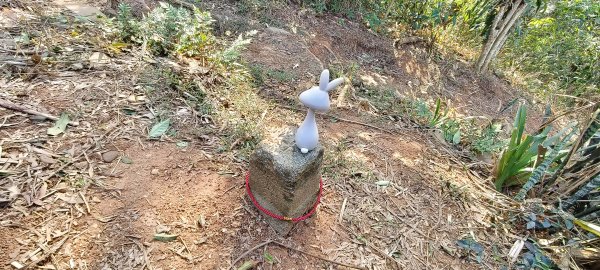 2024/12/28-蓮華山古道群：飛龍步道、進香古道、採茶古道、載熙古道2678904