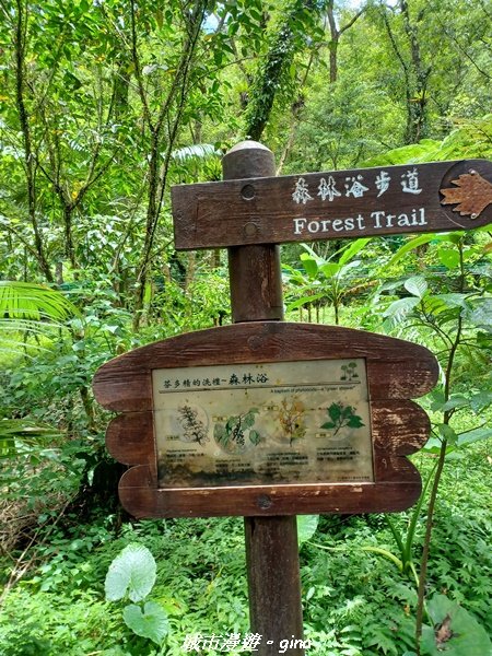 【花蓮壽豐】秀麗山景。 池南國家森林遊樂區森林浴步道2266012