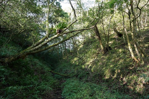 新北 烏來 美鹿山、高腰山、拔刀爾山、小巫山2703489