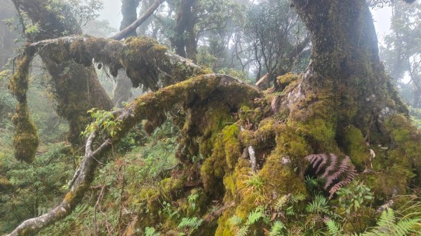 茶仁山單攻2025年4月4日2753340