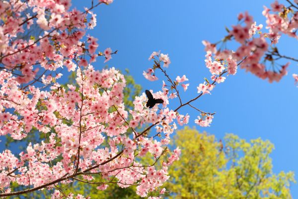 拉拉山的櫻花286594