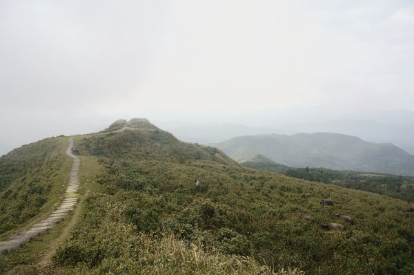 灣坑頭山 桃源谷步道 連走2034844