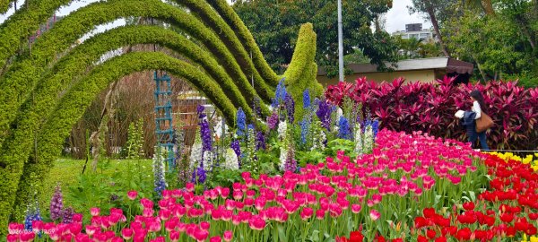 #士林官邸 #鬱金香 #碧山巖 #椿寒櫻 #國父紀念館 #八重櫻 3/5 #三層崎 #嗄嘮別 3/63010402